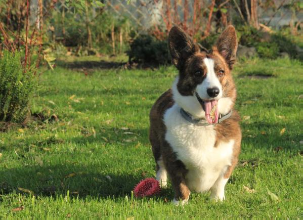 Filofany Sunrise | Cardigan Welsh Corgi 