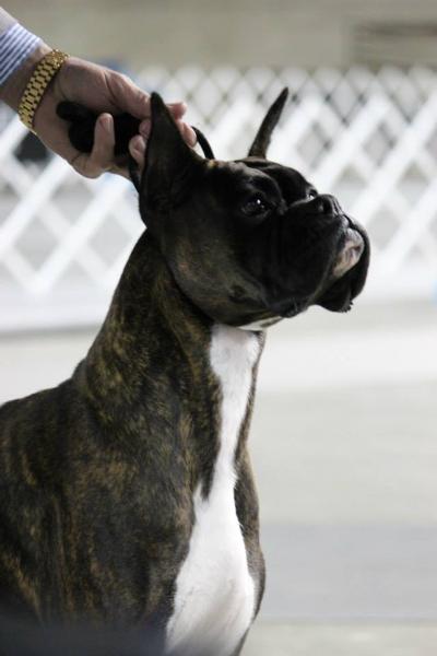 KP's Turnin' Me On | Boxer 