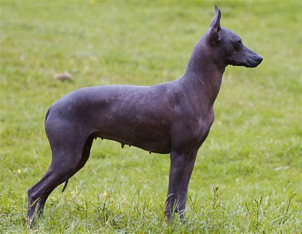 Demetra Iz Poleta Mechti | Xoloitzcuintli 