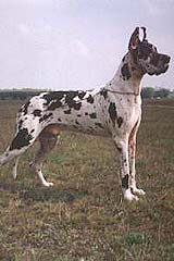 King-Kacper Tetradog | Great Dane 