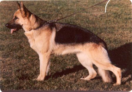 Jessy von der Bimsgrube | German Shepherd Dog 