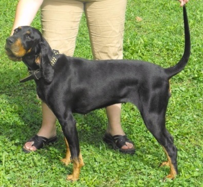 Lewis' Coons Doon Jezebel | Black and Tan Coonhound 