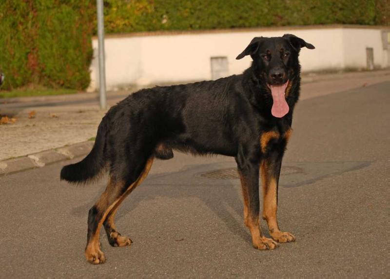 Hiroshima du Stuyver Veld | Beauceron 