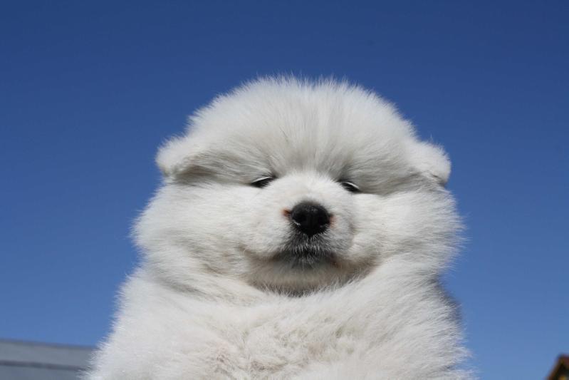 Terra Winners Varvara | Samoyed 