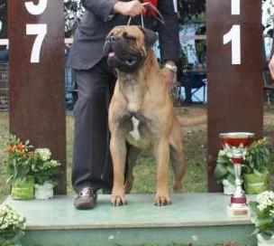 Drastic-Bull Flynn | Bullmastiff 