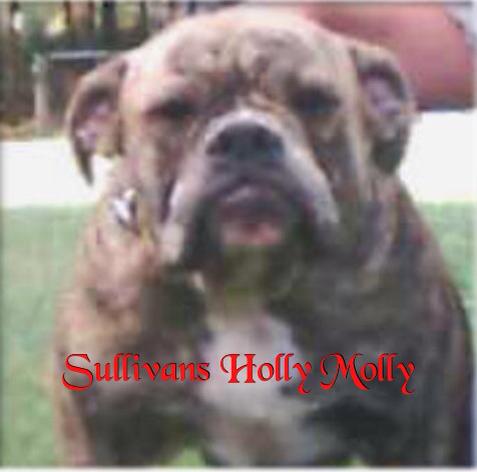 Sullivan's Molly Holly | Olde English Bulldogge 