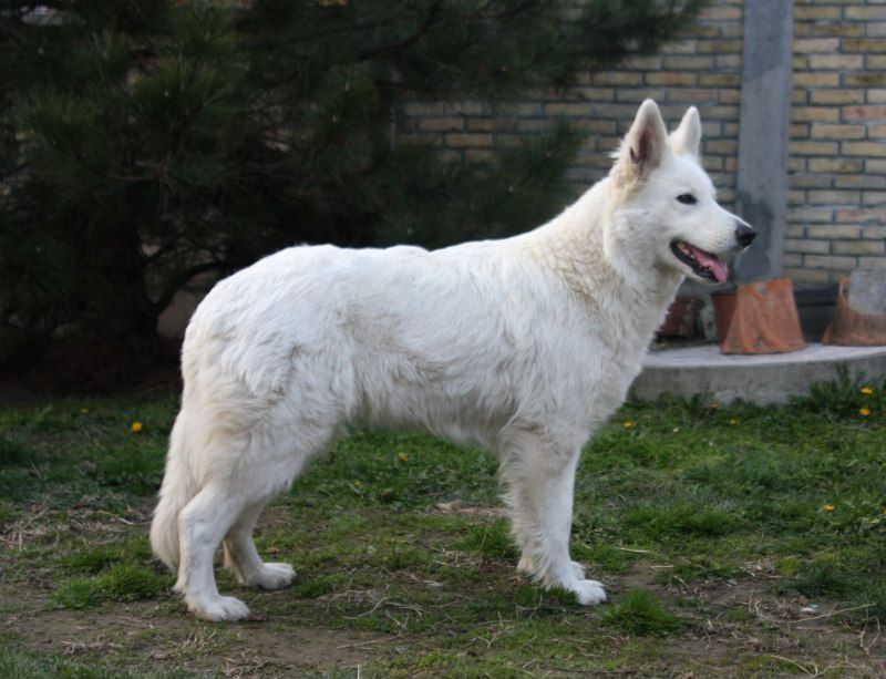 Aska -x | White Swiss Shepherd Dog 