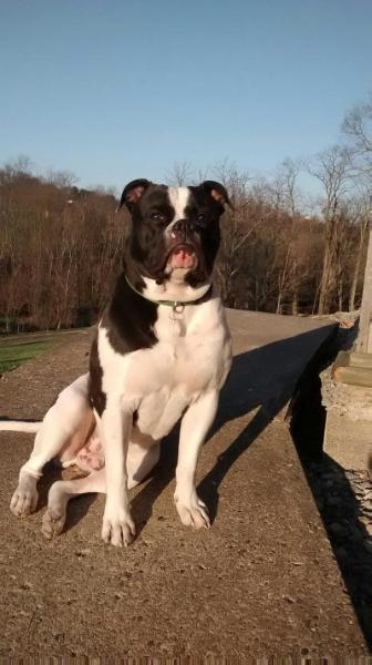 King Odin James of sabk | American Bulldog 