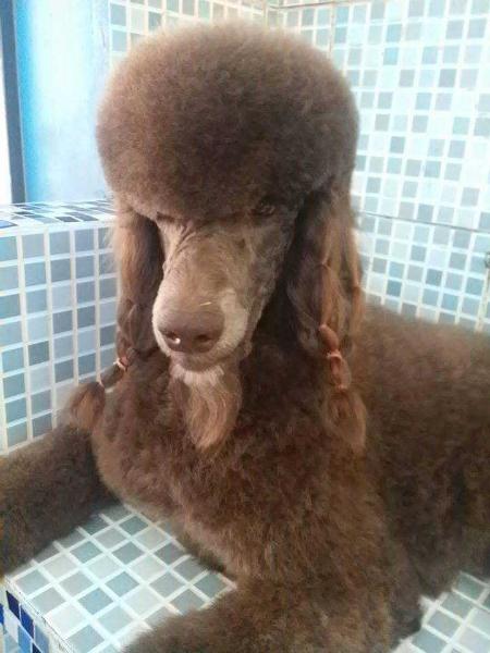 Hush of Show Dog´s | Poodle 