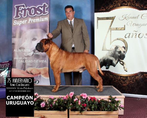 Minas Anor's I'm Mr. Right | Bullmastiff 