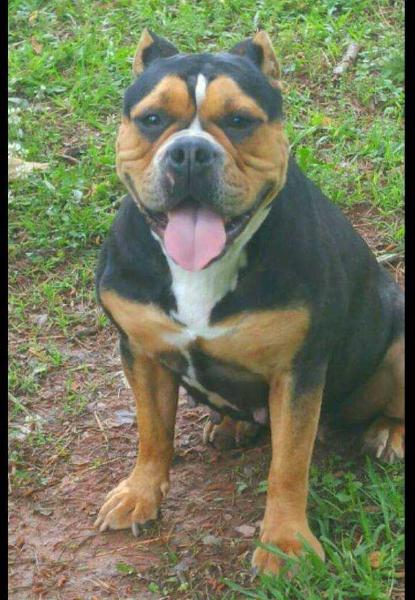 Big Daddy's Crown Jewel | Olde English Bulldogge 