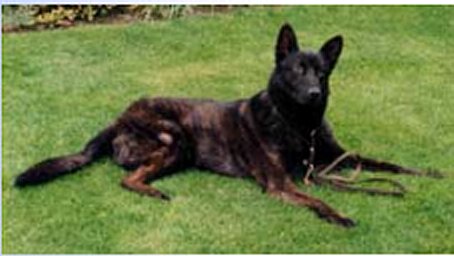 Marko I (1989) BRN 2681 | Dutch Shepherd 