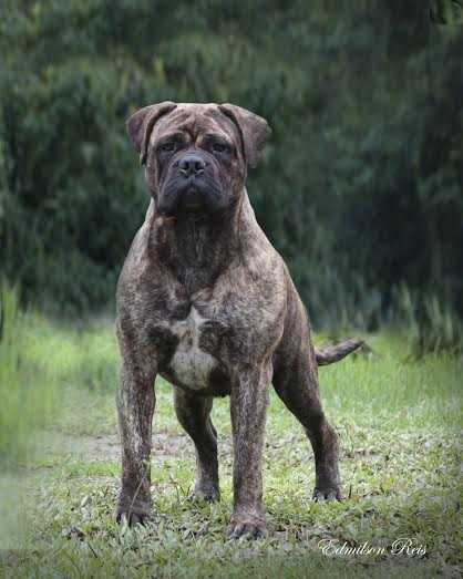 Mimba Kuera Koba do Eashik Bilara | Bullmastiff 