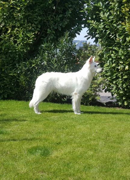 A breeze of snow Absolutly Lovely | White Swiss Shepherd Dog 