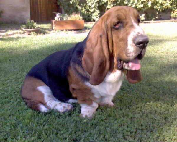 BART GLOOMY CLOWN | Basset Hound 