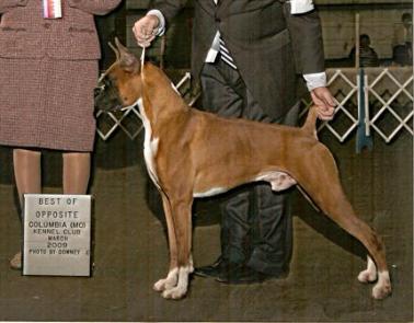 Oak Knoll's Hot Rod Lincoln | Boxer 