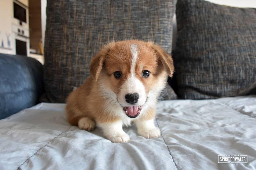 Calvin Spirit of Wales | Pembroke Welsh Corgi 