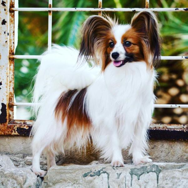 Lilly'S to the moon and back | Papillon 