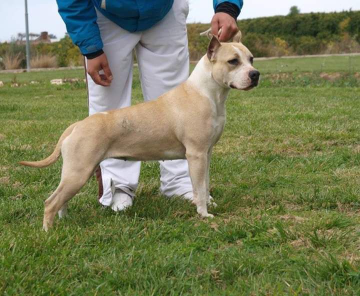 CLOUD NINE CHRIS KENNEL'S | American Staffordshire Terrier 