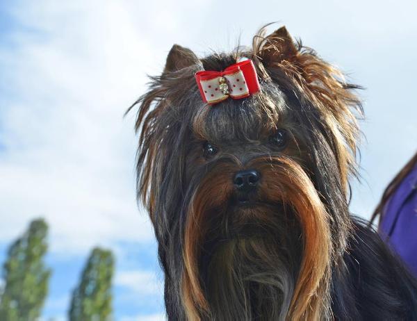Wicket to Franer is of Suprise | Yorkshire Terrier 
