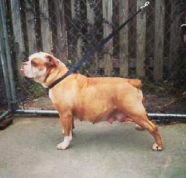 Leak's Momma | Olde English Bulldogge 