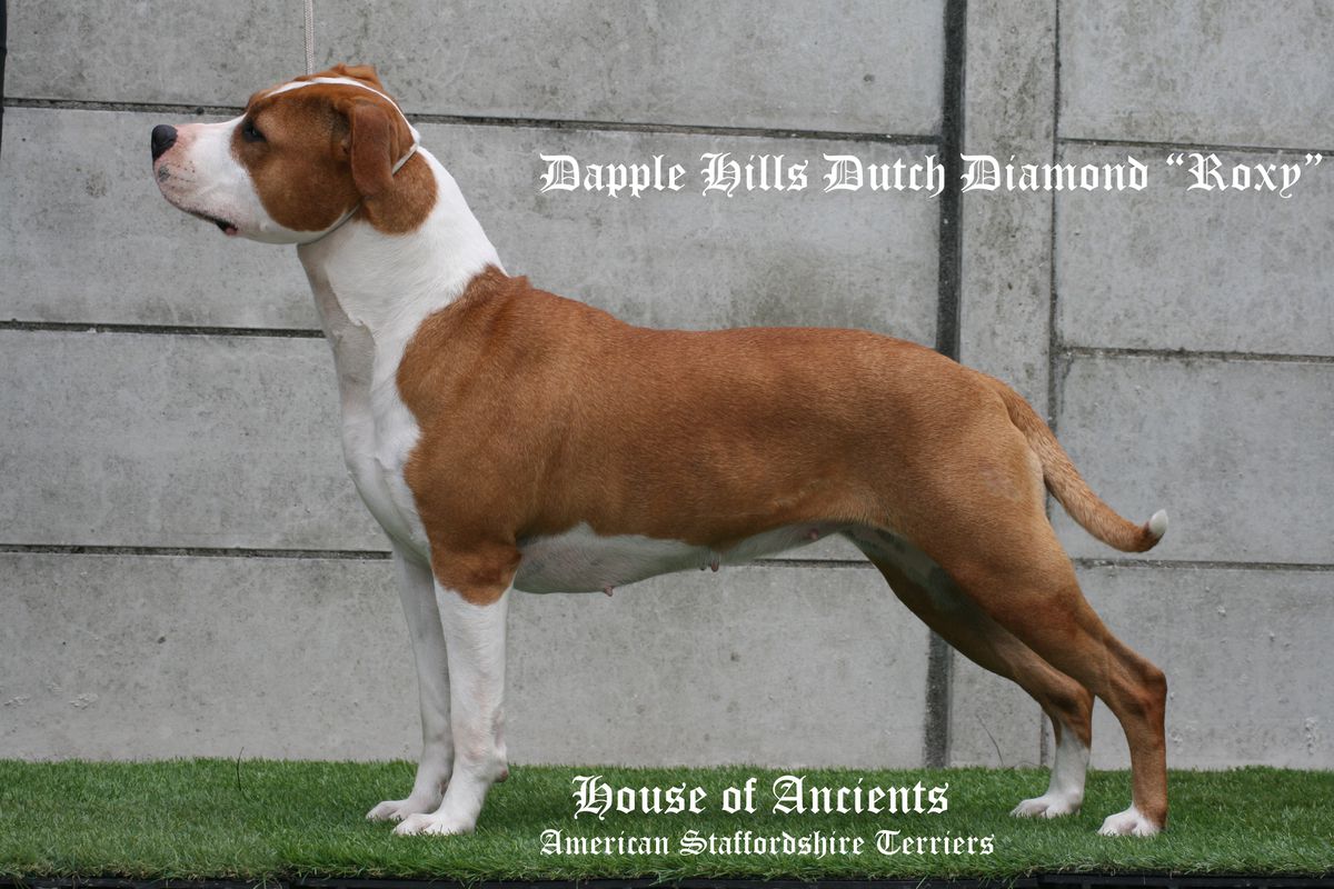 Dapple Hills Dutch Diamond | American Staffordshire Terrier 