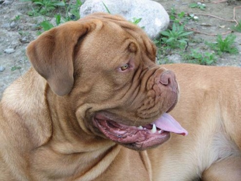 Redlegends ithaka'S gunfire | Dogue de Bordeaux 