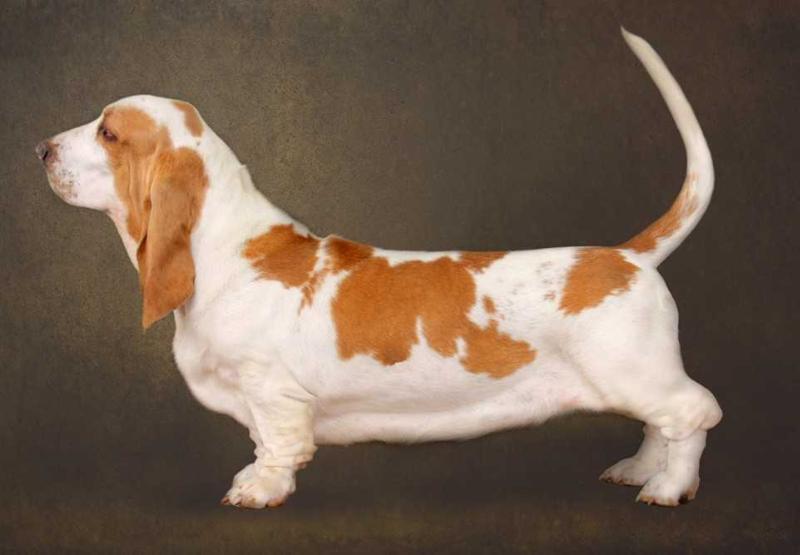 White Whoopi van Grunsven of Bassefied | Basset Hound 