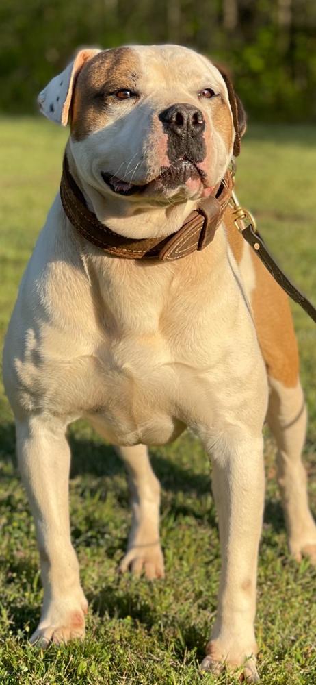 SLB GUIDO OF GUNSLINGER'S | American Bulldog 