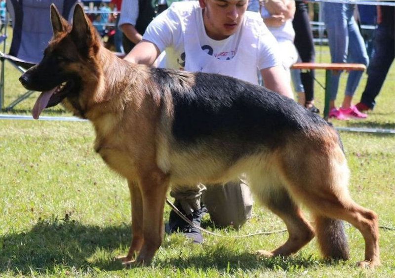 Ghalia vom Fichtenschlag | German Shepherd Dog 