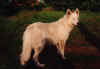 Birgit van Twenthe Bloed | White Swiss Shepherd Dog 