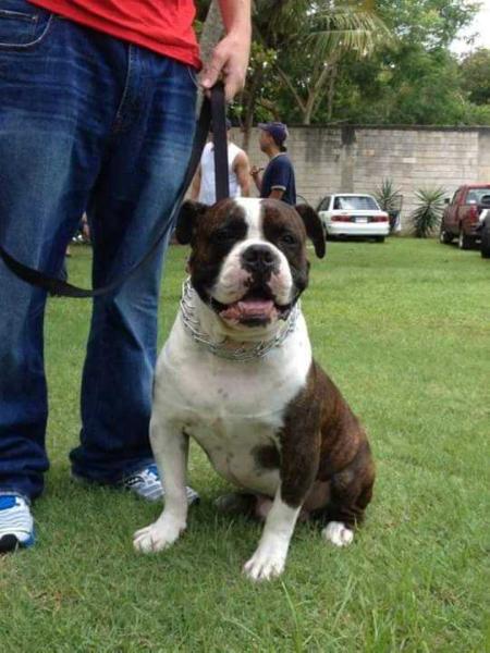 RBK Kanabis | Olde English Bulldogge 