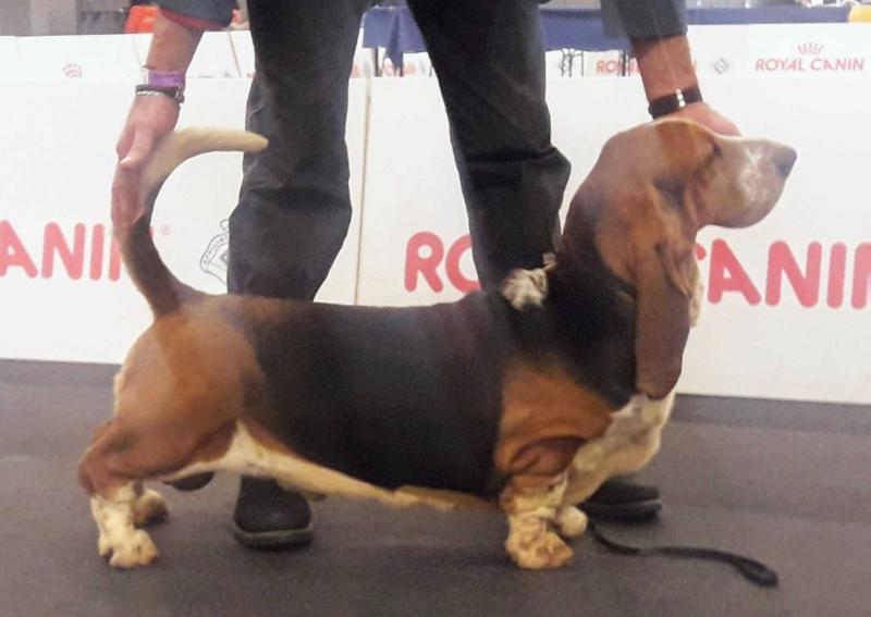 Felix of King di Lago Ombroso | Basset Hound 