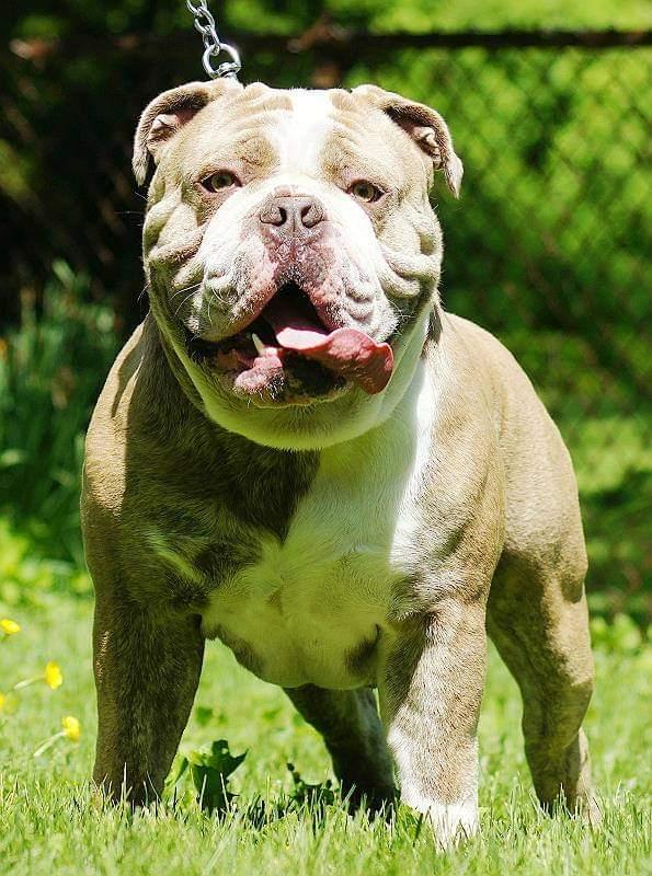 Color Me Bad's Frankenstein | Olde English Bulldogge 