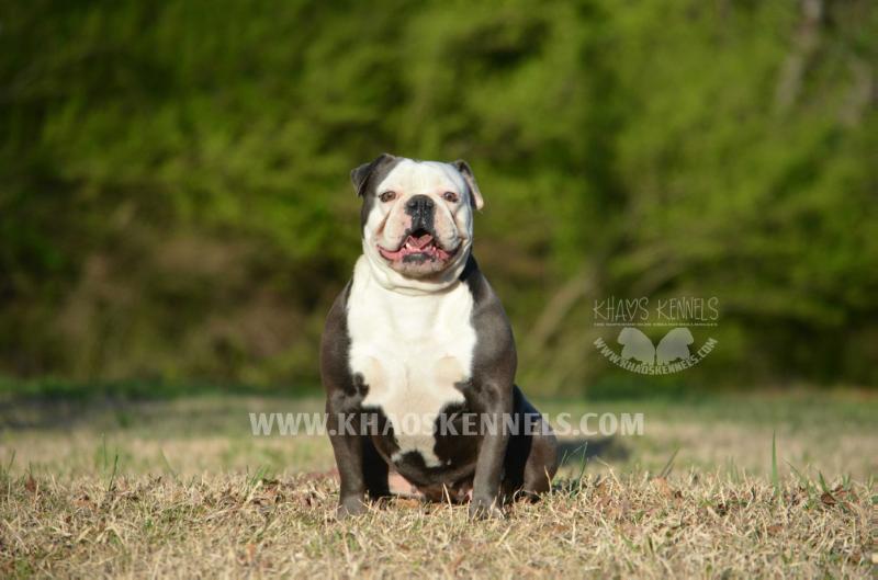 Garcia's All Juiced Up of Khaos Kennels | Olde English Bulldogge 