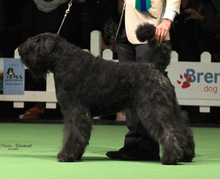 Quinn-Zennah v.d. Vanenblikhoeve | Bouvier des Flandres 