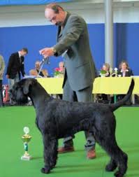 Figo Von Der Talmuhle | Giant Schnauzer 