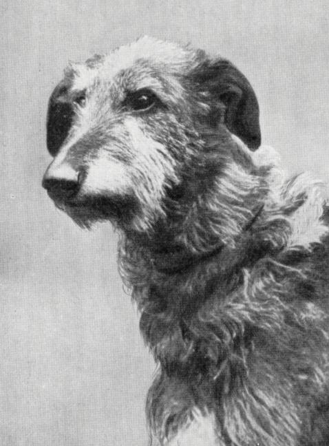 Idric of Ross | Scottish Deerhound 