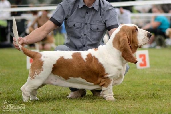 Perla Lady Barnett's | Basset Hound 