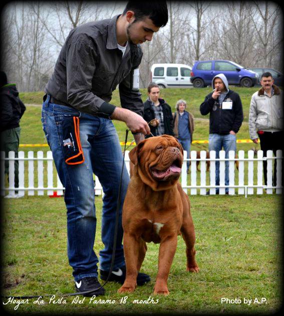 Hogar La Perla Del Paramo | Dogue de Bordeaux 