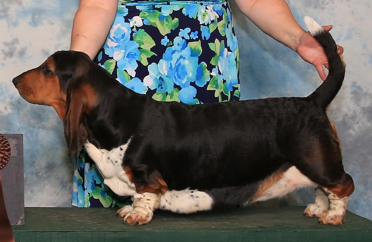 Olde Fashion Fancy Footwork | Basset Hound 