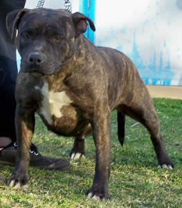 DDDawgs Shaydee | American Staffordshire Terrier 