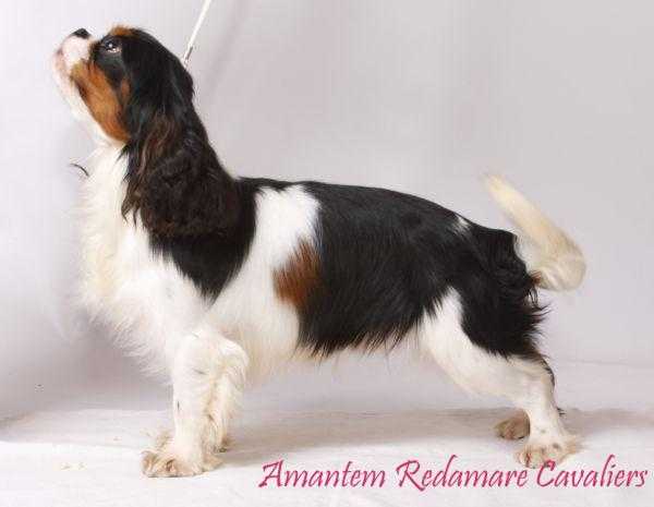 Donatello Du Val De Saint Prix | Cavalier King Charles Spaniel 