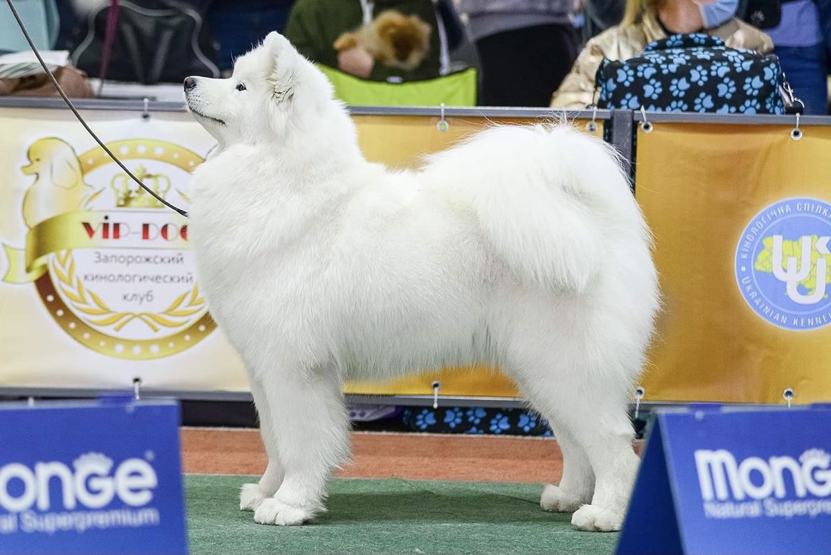 Polar Mist White Star Melania | Samoyed 