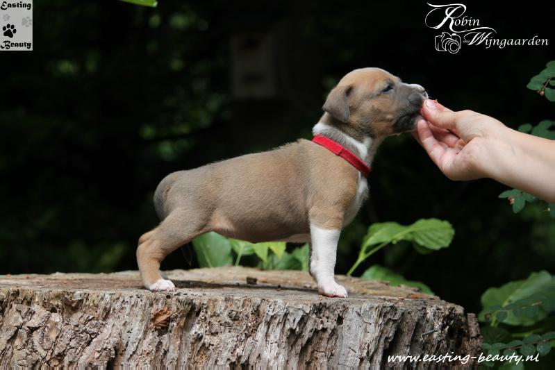 Easting Beauty RETURN TO THE SOURCE | American Staffordshire Terrier 