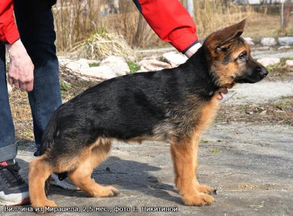 Villina iz Mirashela | German Shepherd Dog 