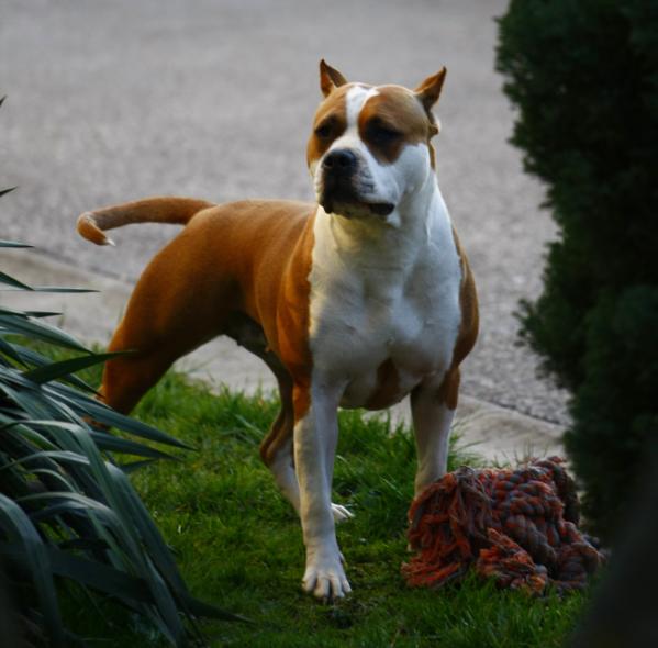Rain Dancer Paloma Bel | American Staffordshire Terrier 
