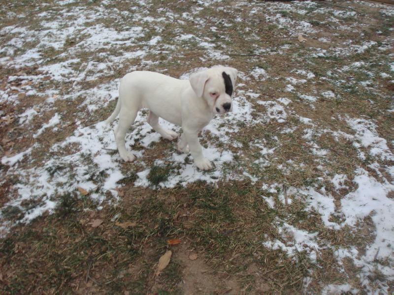Moss's Blue Oyster Pearl | American Bulldog 