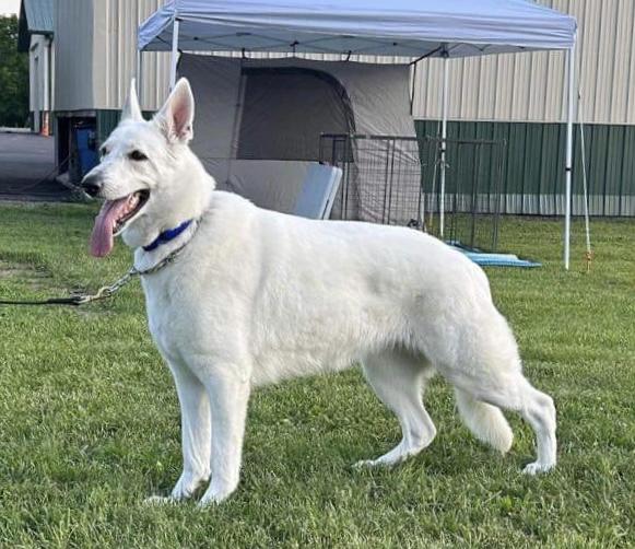 VON TASZ MYA VON WEISSEN GEIST | White Swiss Shepherd Dog 