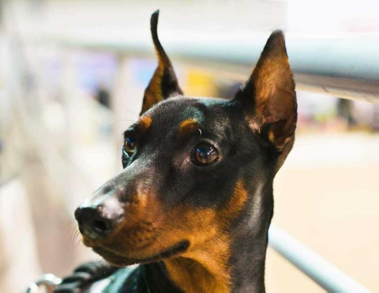 ALLANIA GRAND VIANA VERITY | German Pinscher 